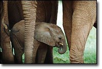 Baby Elephant